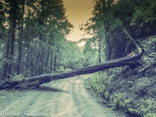 Fallen Tree