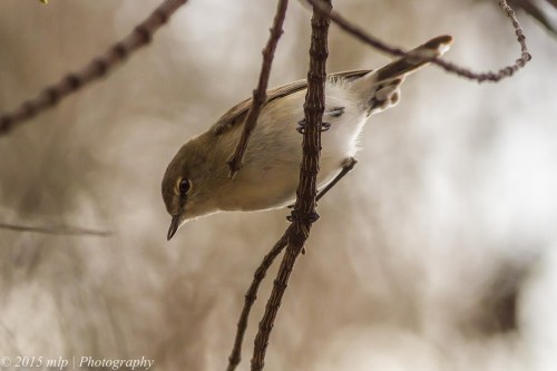 Western Gerygone