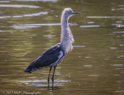 White-necked heron, Elster Creek, Elsternwick, Vic, 18 Feb 2017