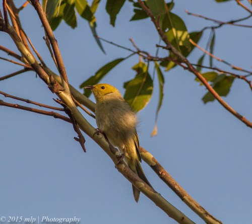 White Plumed Honeyeater