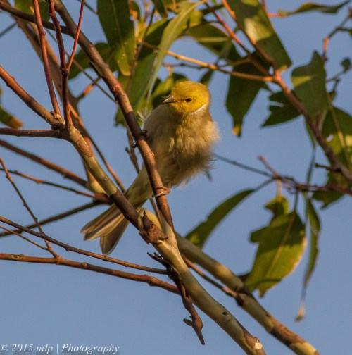 White Plumed Honeyeater