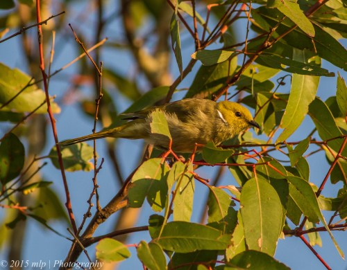 White Plumed Honeyeater