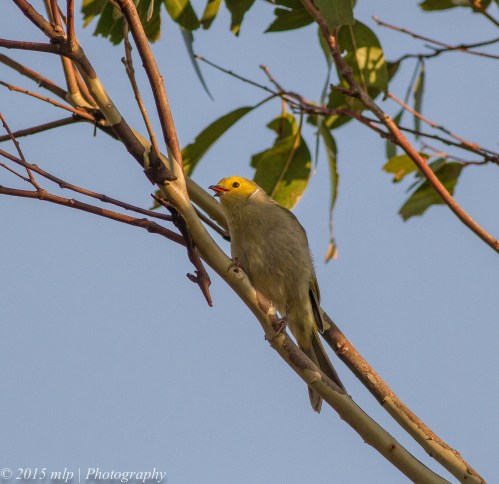 White Plumed Honeyeater