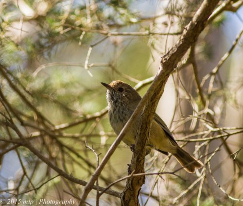 Brown Thornbill