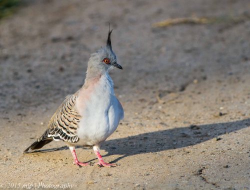 Crested Pigeon