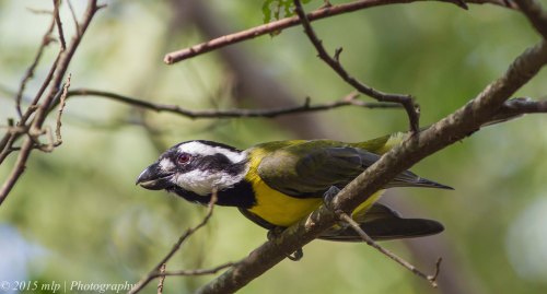 Crested Shrike Tit, Greens Bush, Victoria