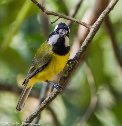 Crested Shrike Tit, Greens Bush, Victoria 11 April 2015