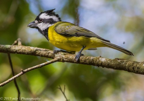 Crested Shrike Tit, Greens Bush, Victoria