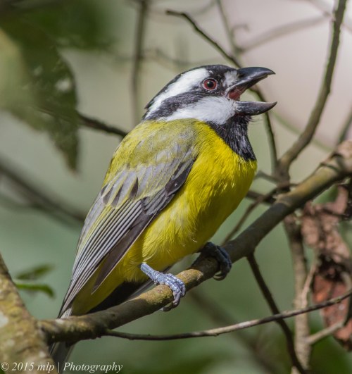 Crested Shrike Tit, Greens Bush, Victoria