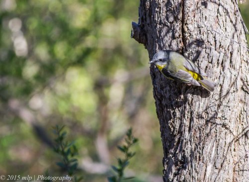 Eastern Yellow Robin