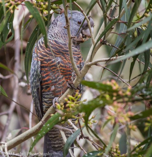 Female Gang Gang Cockatoo II, Angelsea Heath, Victoria, 4 April 2015