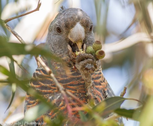 Gang Gang Cockatoo, Angelsea Heath, Victoria, 4 April 2015
