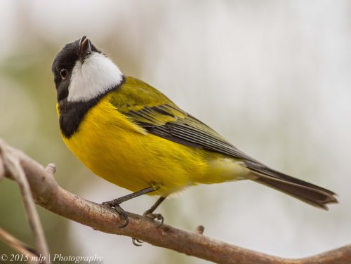 Golden Whistler, Peninsula Gardens, Rosebud South, Victoria 12 April, 2015