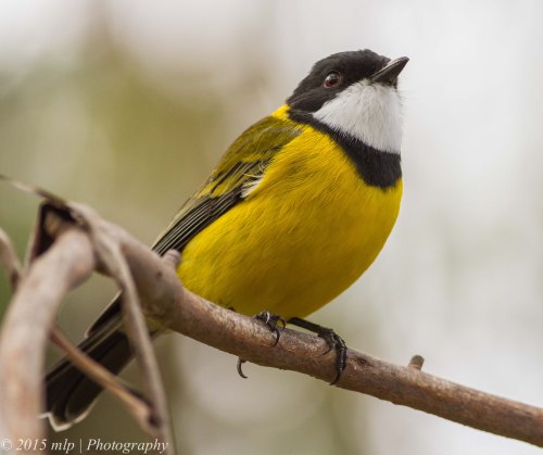 Golden Whistler, Peninsula Gardens, Rosebud South, Victoria 12 April, 2015