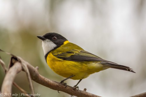 Golden Whistler, Peninsula Gardens, Rosebud South, Victoria 12 April, 2015