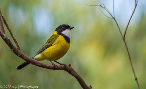 Golden Whistler, Peninsula Gardens, Rosebud South, Victoria 12 April, 2015