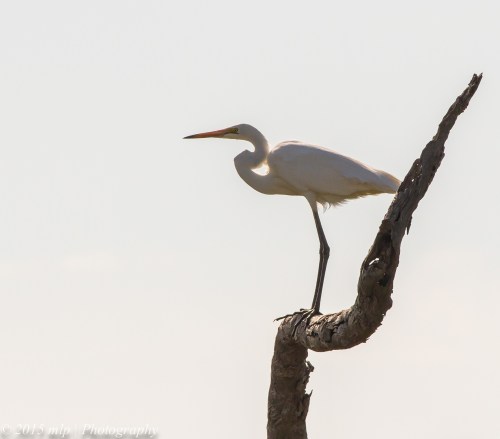 Great Egret