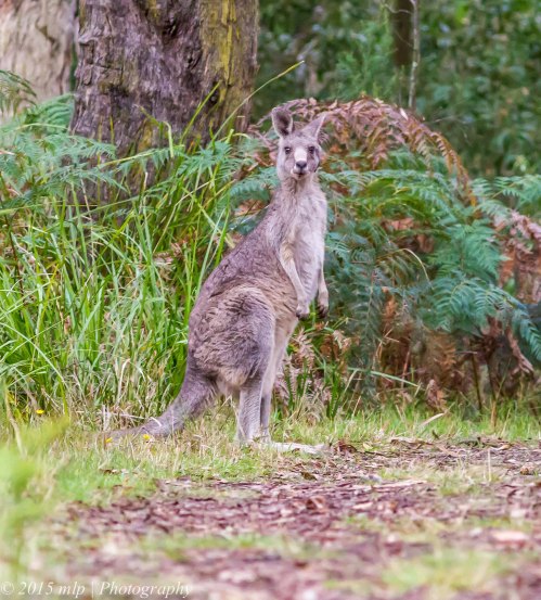 Grey Kangaroo, Greens Bush, Victoria 11 April 2015