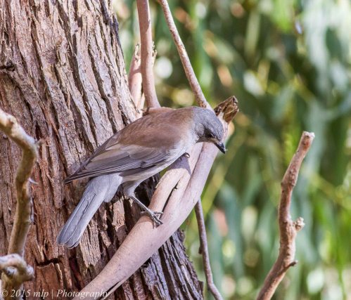 Grey Shrike Thrush,  Peninsula Gardens, Rosebud South, Victoria 12 April, 2015