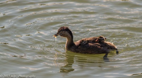Hoary Headed Grebe and chicks
