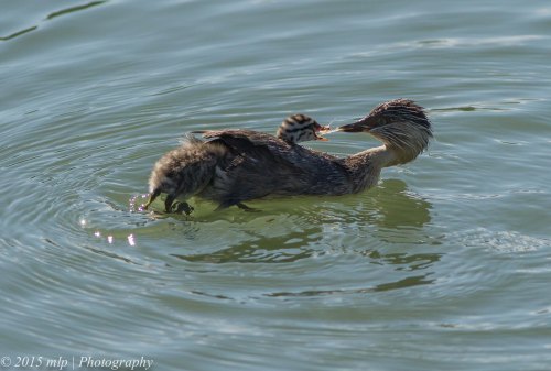 Hoary Headed Grebe and chicks