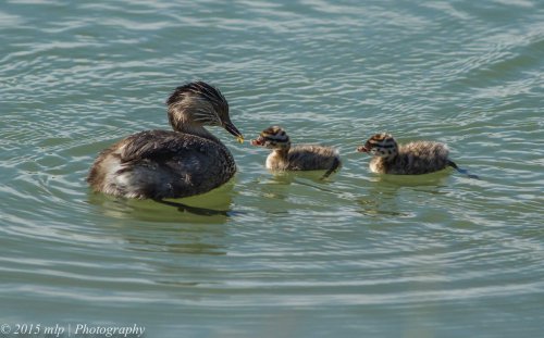 Hoary Headed Grebe and chicks