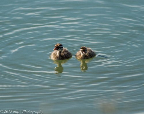 Hoary Headed Grebe and chicks