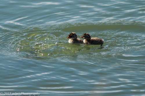 Hoary Headed Grebe and chicks