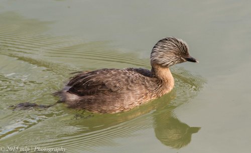 Hoary Headed Grebe