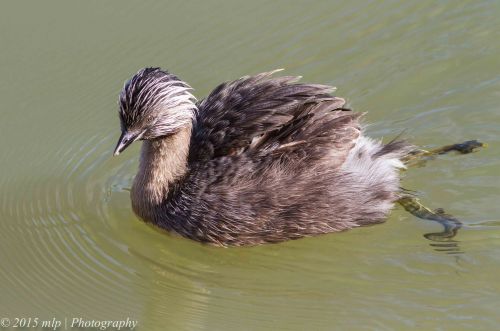 Hoary Headed Grebe