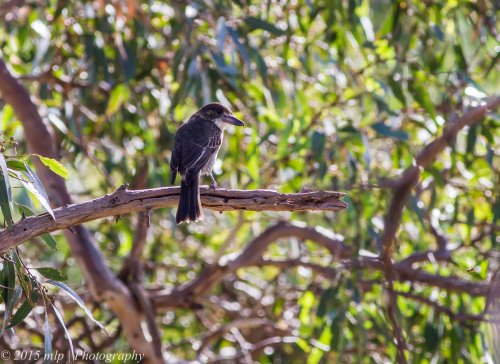 Juvenile Butcherbird