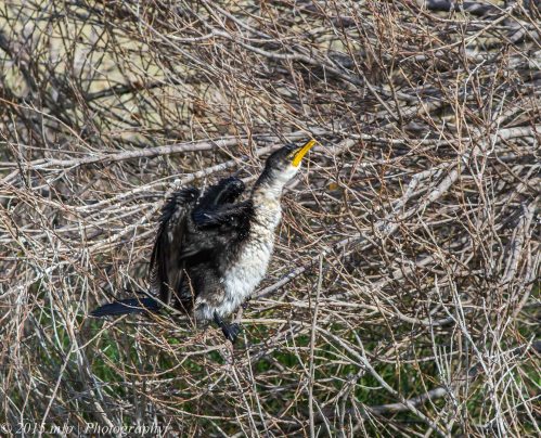 Little Pied Cormorant 