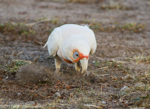 Long Billed Corella