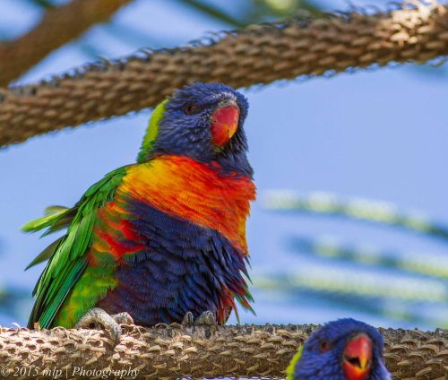 Rainbow Lorikeet