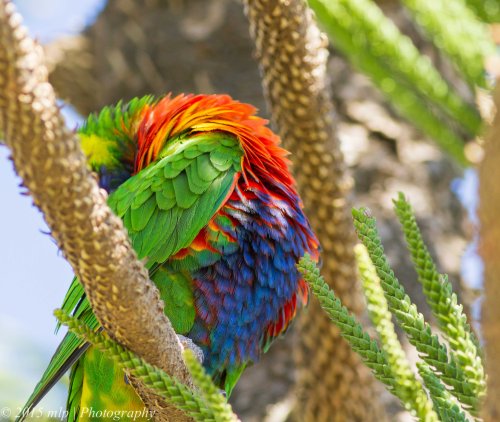 Rainbow Lorikeet