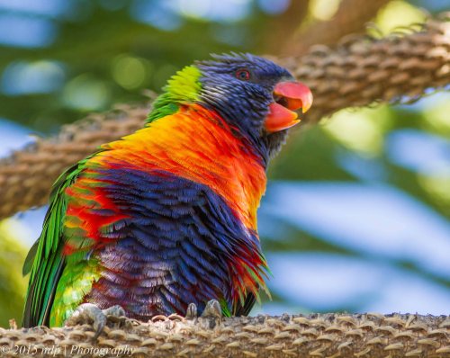 Rainbow Lorikeet