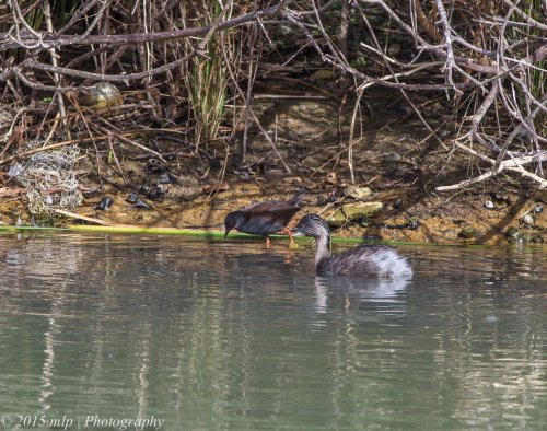 Spotless Crake and Grebe