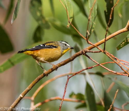 Spotted Pardalote, Peninsula Gardens, Rosebud South, Victoria 12 April, 2015