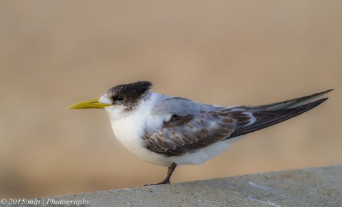 Tagged Crested Tern,