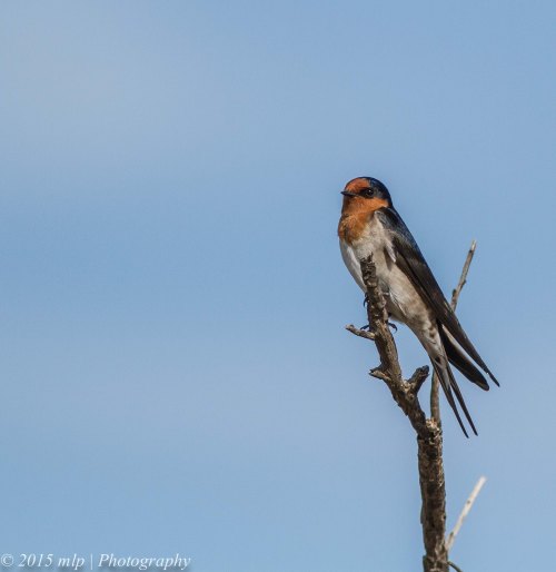 Welcome Swallow, Edwards Point Wildlife Reserve, St Leonards Victoria 4 April 2015