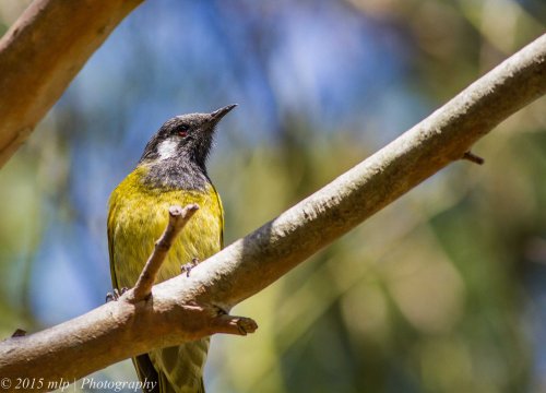 White Eared Honeyeater