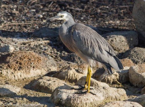 White faced Heron