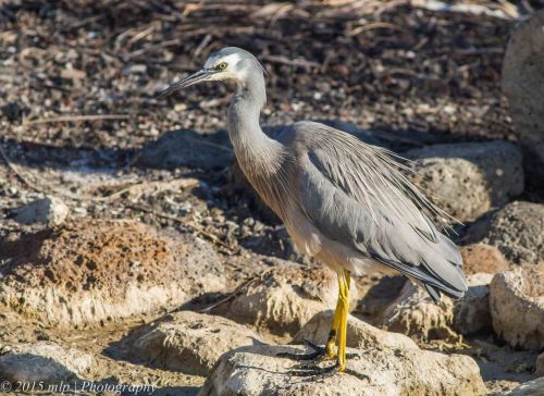 White faced Heron