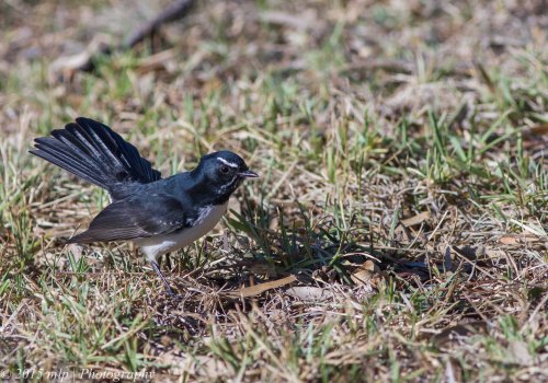 Willie Wagtail,