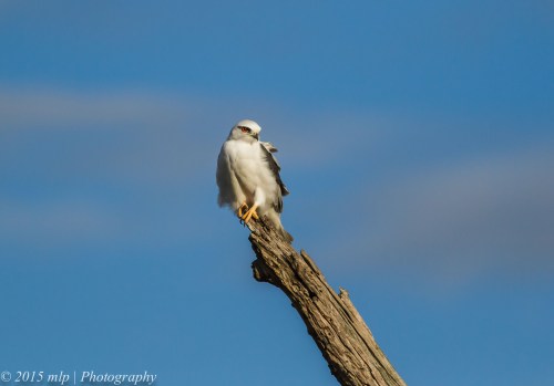 Black Shouldered Kite