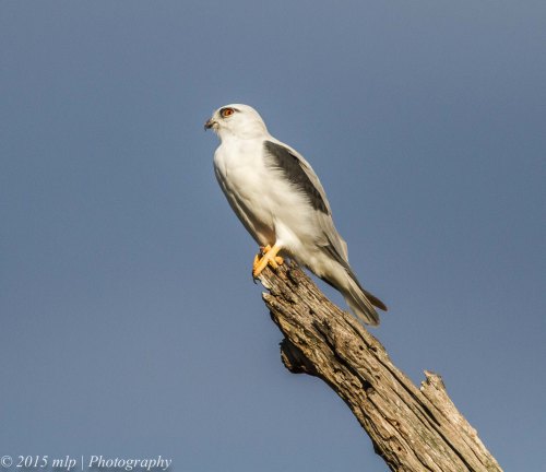 Black Shouldered Kite