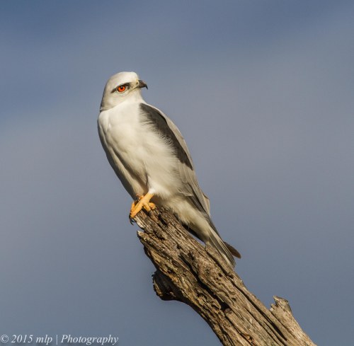 Black Shouldered Kite