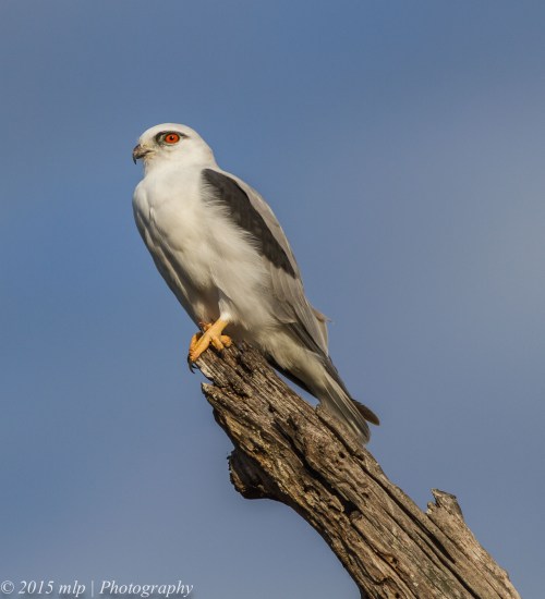 Black Shouldered Kite