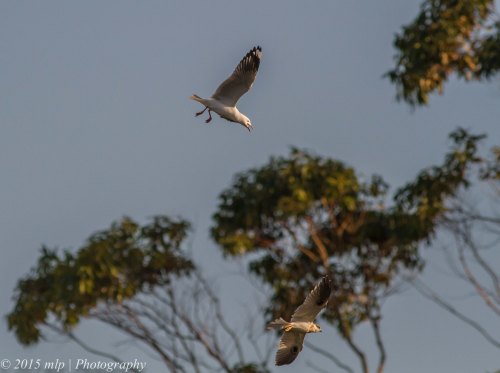 Gull and Black Shouldered Kite, Rosebud Foreshore, Victoria 12 April 2015