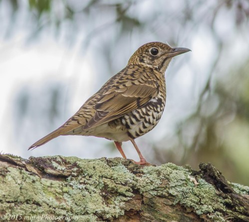 Juvenile Bassian Thrush